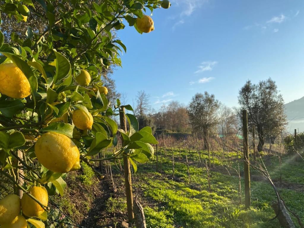 הוילה ארקוס דה ואלדבז Quinta Da Aranha מראה חיצוני תמונה